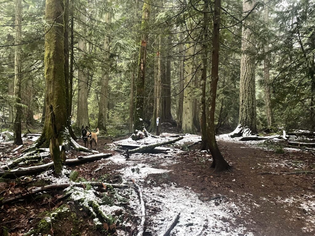 A dog in a forrest on Vancouver Island